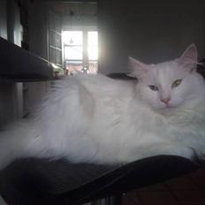 Norsk Skovkat CH DK Lindvigs Alfrida