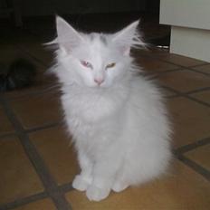 Norsk Skovkat CH DK Lindvigs Alfrida