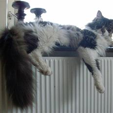 Maine Coon Floffy
