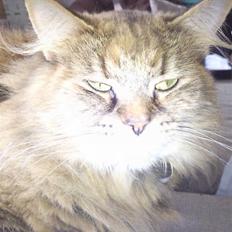 Blanding af racer Cherie