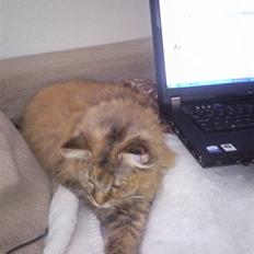 Blanding af racer Cherie