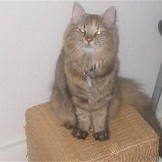 Blanding af racer Kalua