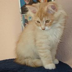 Norsk Skovkat Ofelia