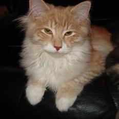 Norsk Skovkat Ofelia