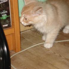 Norsk Skovkat Ofelia