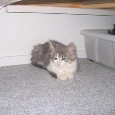 Norsk Skovkat Nuser R.I.P