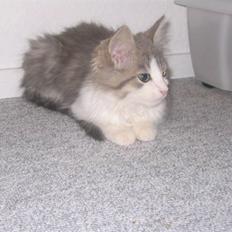 Norsk Skovkat Nuser R.I.P