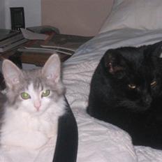 Norsk Skovkat Nuser R.I.P