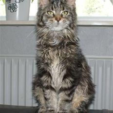 Maine Coon Timita`s Fire Girl