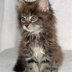 Maine Coon Timita`s Fire Girl