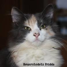 Norsk Skovkat Høgerstedets Frida