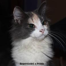 Norsk Skovkat Høgerstedets Frida