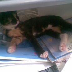 Blanding af racer Mira