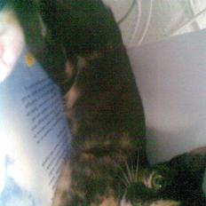 Blanding af racer Mira