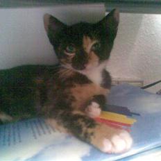 Blanding af racer Mira