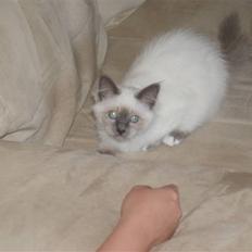 Hellig Birma Blue Bell