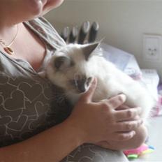 Hellig Birma Blue Bell