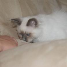 Hellig Birma Blue Bell