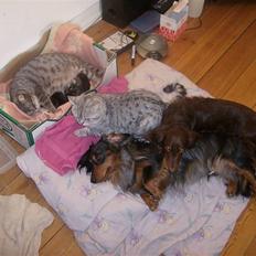 British Shorthair kjätta's  Ariel