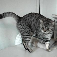 British Shorthair Kjätta's Aslan