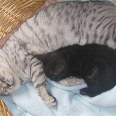 British Shorthair Kjätta's Aslan