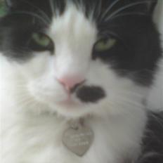 Blanding af racer Sophus