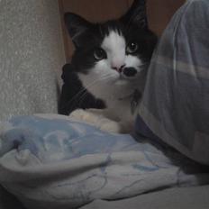 Blanding af racer Sophus