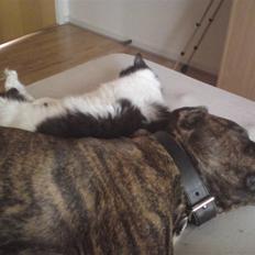 Blanding af racer Sophus