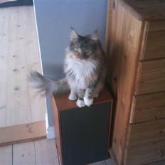 Maine Coon Ojo's Bonnie Tyler