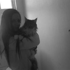 Maine Coon Ojo's Bonnie Tyler
