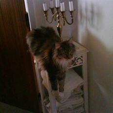 Maine Coon Ojo's Bonnie Tyler