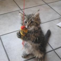 Maine Coon Cinderella Ice (mispigen)