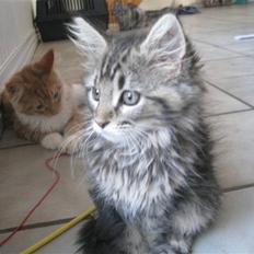 Maine Coon Cinderella Ice (mispigen)