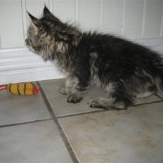 Maine Coon Cinderella Ice (mispigen)