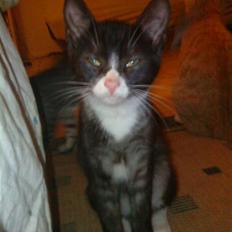 Blanding af racer Bandit'en