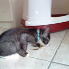 Blanding af racer Bandit'en