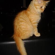 Maine Coon Troy Bayliss