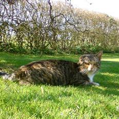 Blanding af racer Grumse