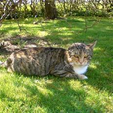 Blanding af racer Grumse