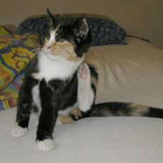 Huskat Diva *flyttet*