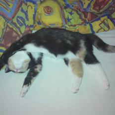 Huskat Diva *flyttet*