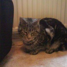 Blanding af racer Misty