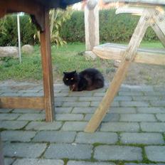 Perser Muggi *R.I.P D.15/1-17*