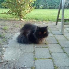 Perser Muggi *R.I.P D.15/1-17*