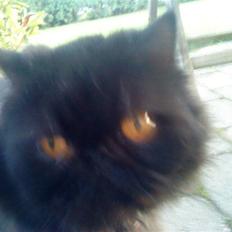 Perser Muggi *R.I.P D.15/1-17*