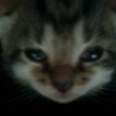 Huskat Oluf Sand solgt