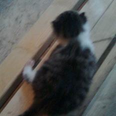 Huskat Oluf Sand solgt