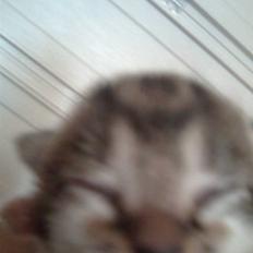 Huskat Oluf Sand solgt