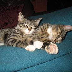 Huskat molly og malle