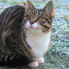 Huskat molly og malle